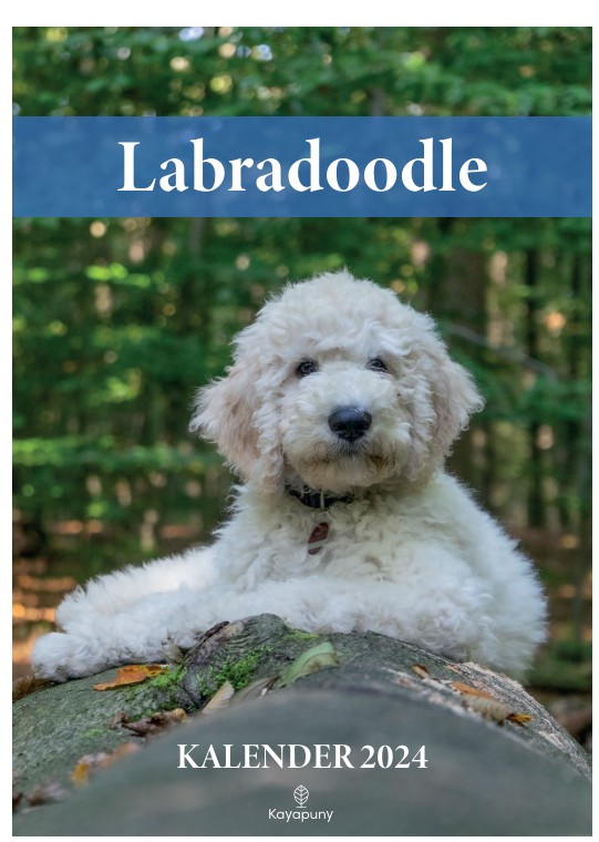 Foto-Wandkalender 2024 | Labradoodle Kalender